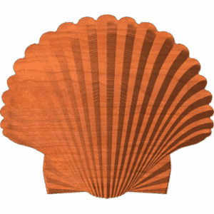 Scallop Shell
